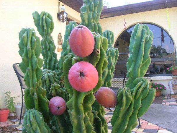  vasos de suculentas e cactos