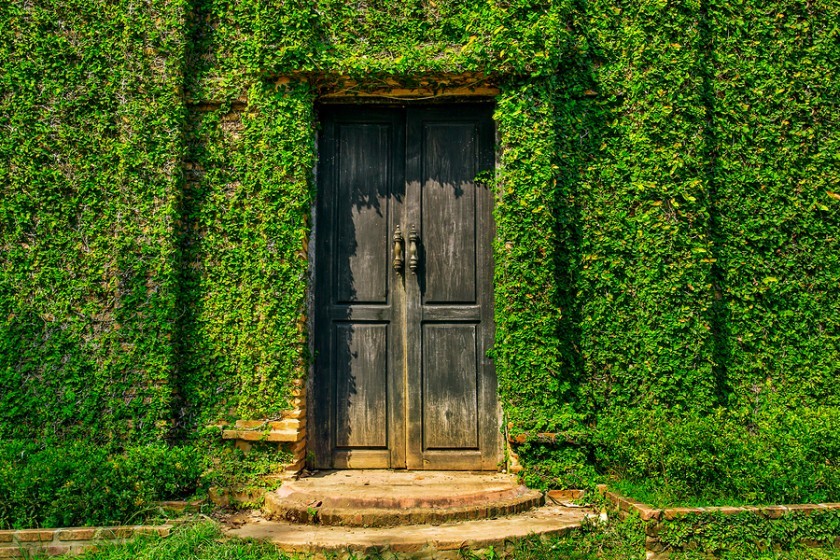 como decorar o muro com plantas