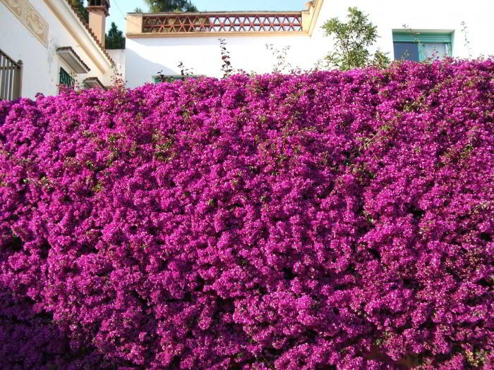 como decorar o muro da frente da casa