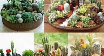 Cactos e Suculentas: Fotos, Como Plantar e Cuidar, Tipos