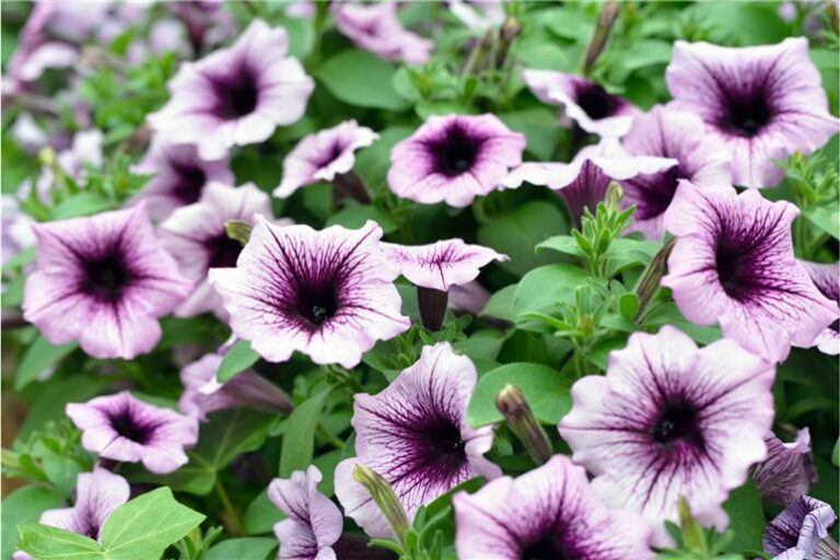 5 Flores que gostam de sol e florescem o ano todo