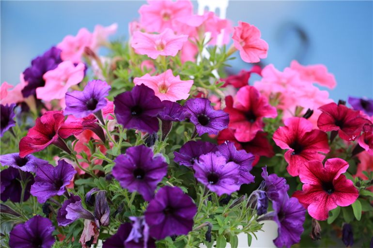 Flores que florescem o ano todo em vaso