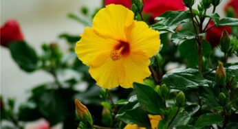 5 Flores que gostam de sol e florescem o ano todo