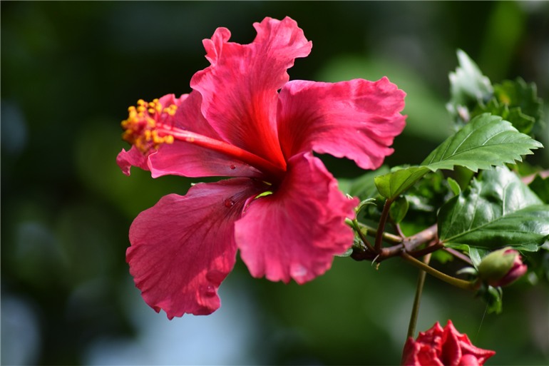 Flores resistentes para jardim